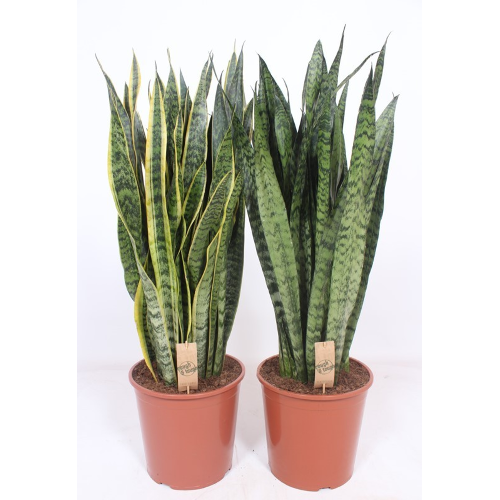 Sansevieria mix.