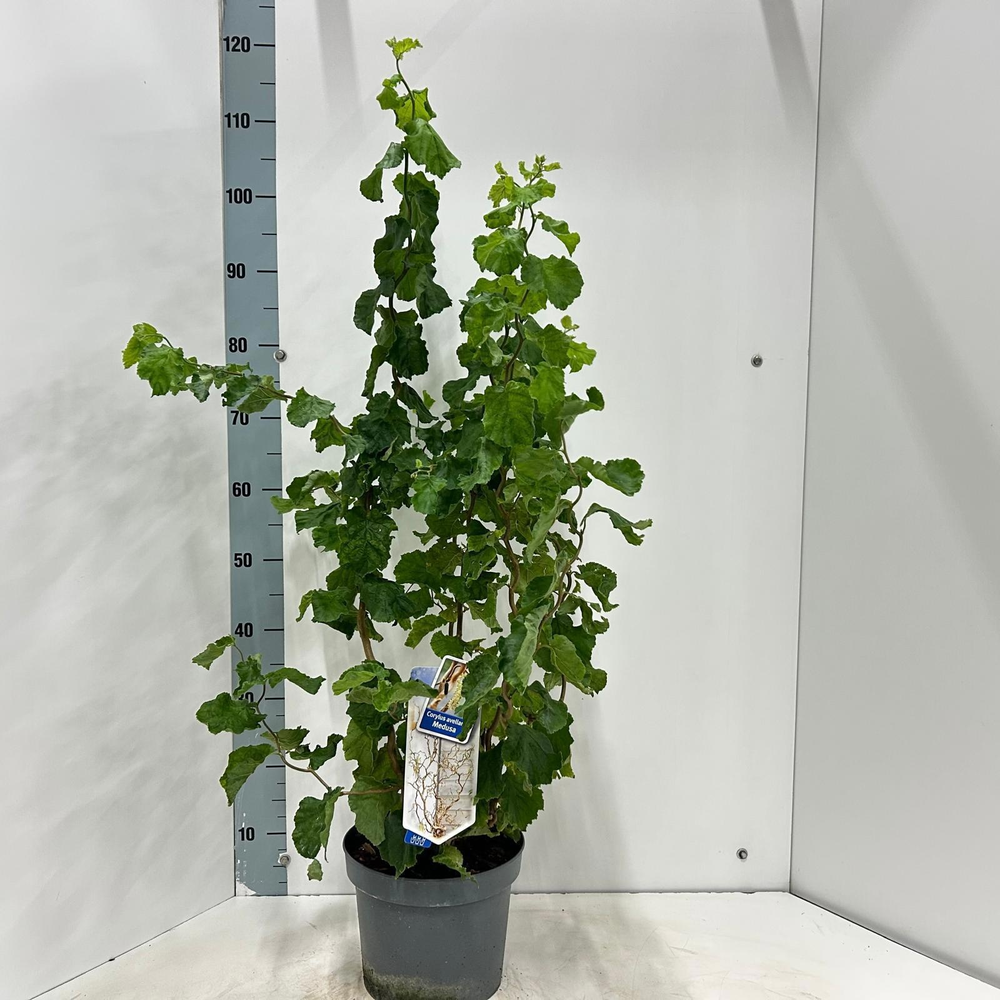 Corylus avellana Medusa ('JWW9' PBR).