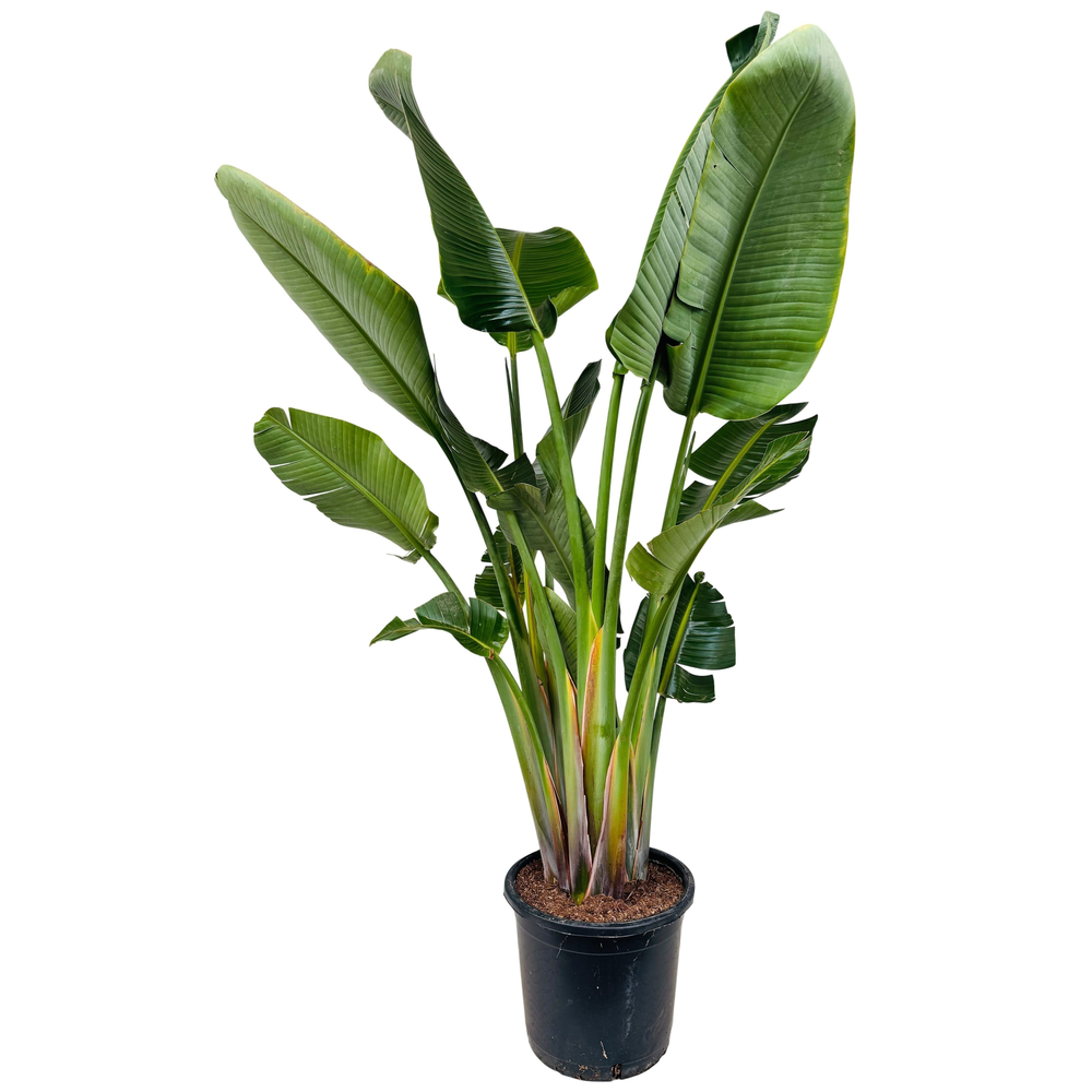 Strelitzia nicolai P35 3PP STRENIC353PP.