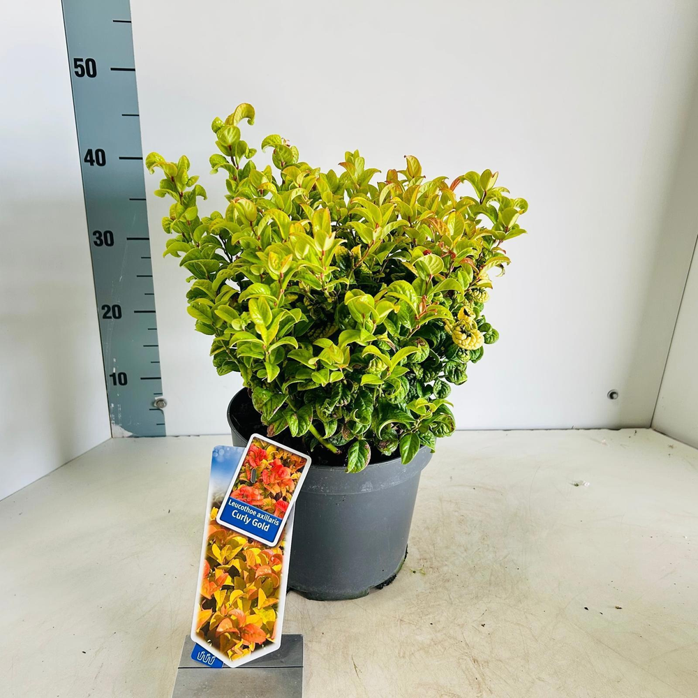 Leucothoe axillaris ‘Curly Gold’ PBR.