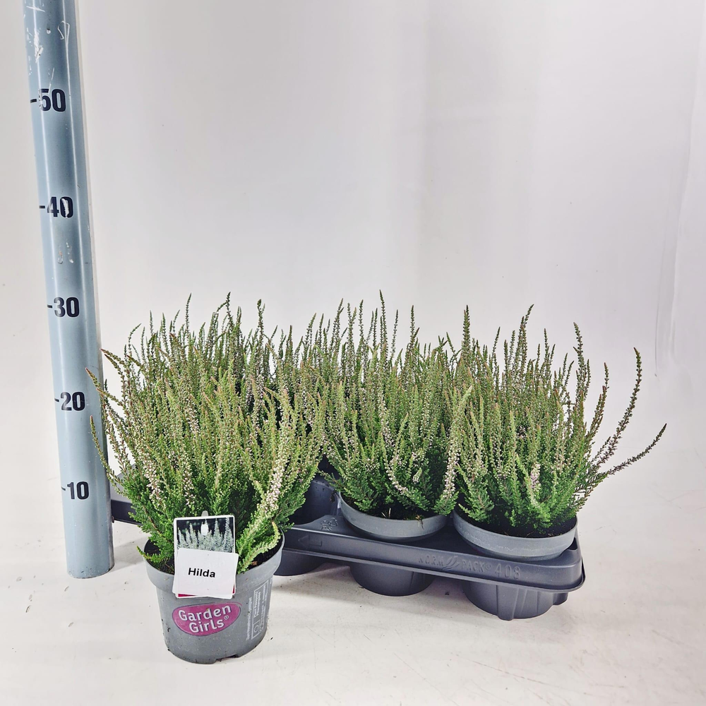 Calluna vulg. ‘Hilda’ (gg) PBR.