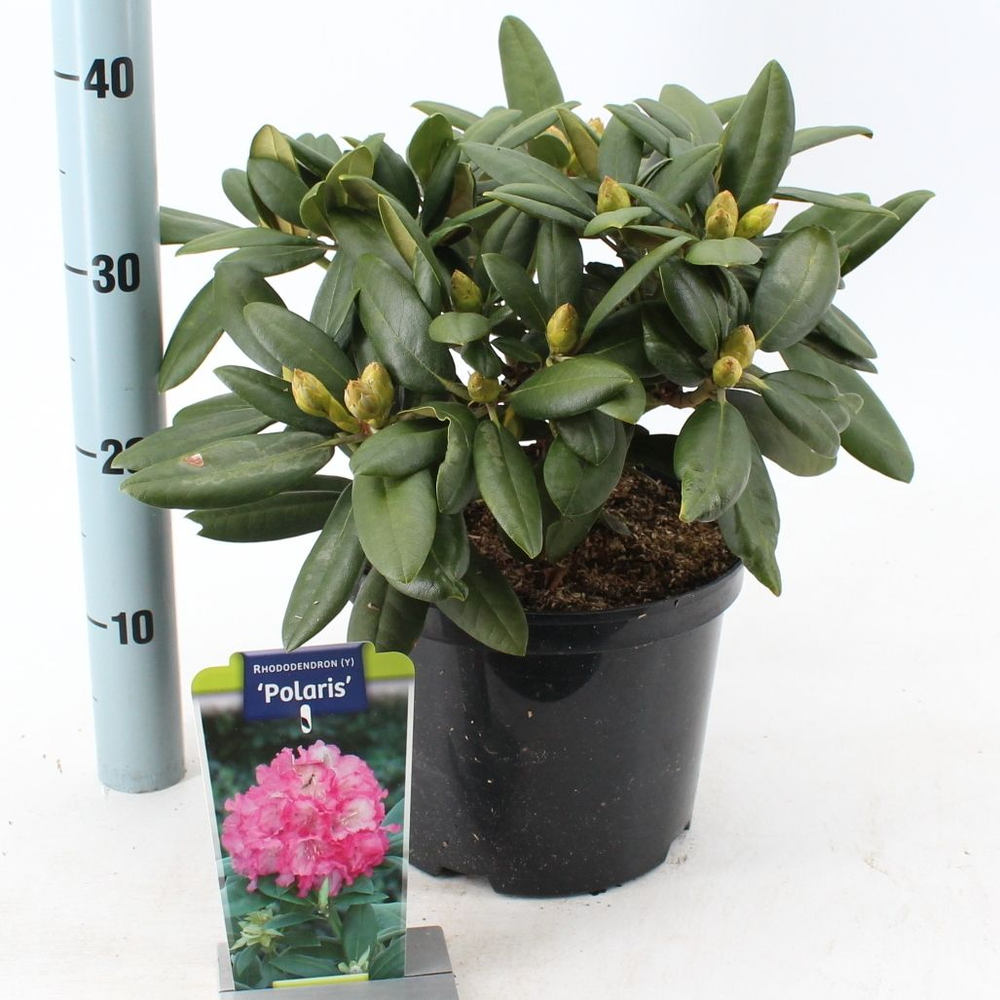 Rhododendron (Y) 'Polaris'.