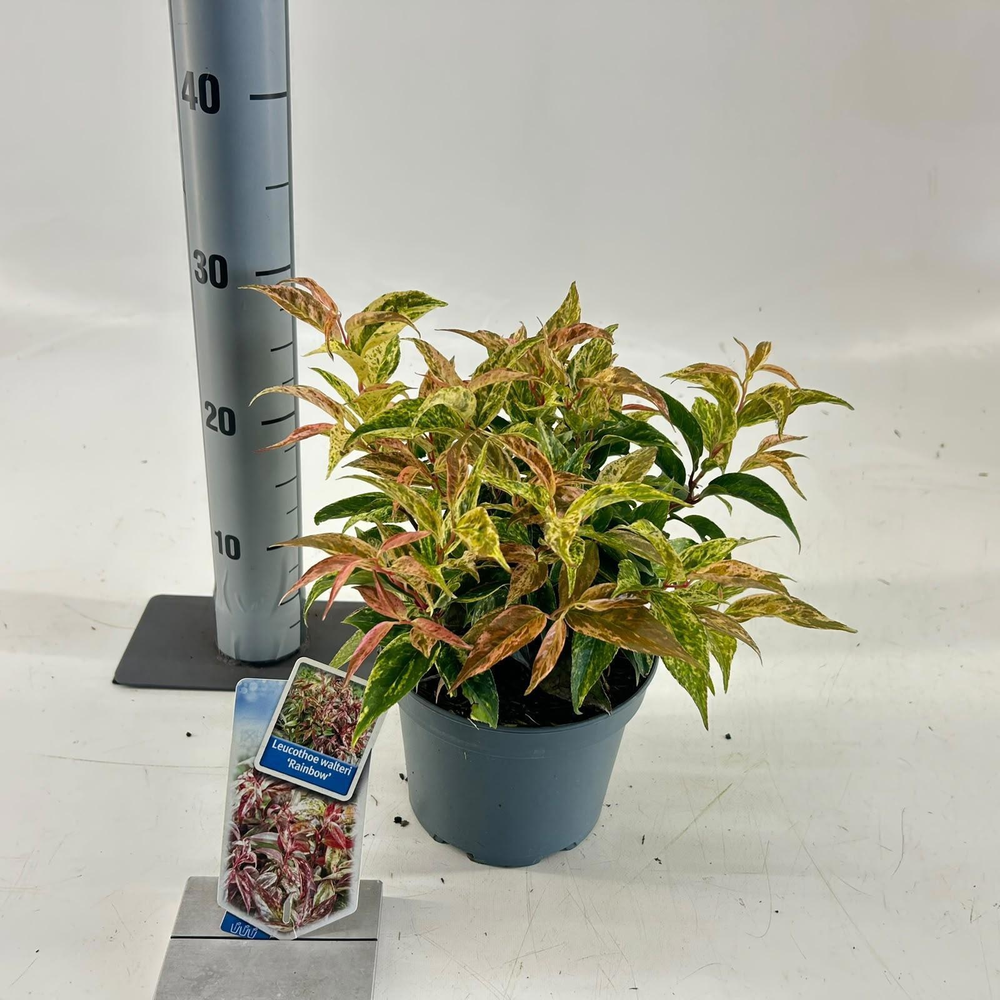 Leucothoë walteri 'Rainbow'.