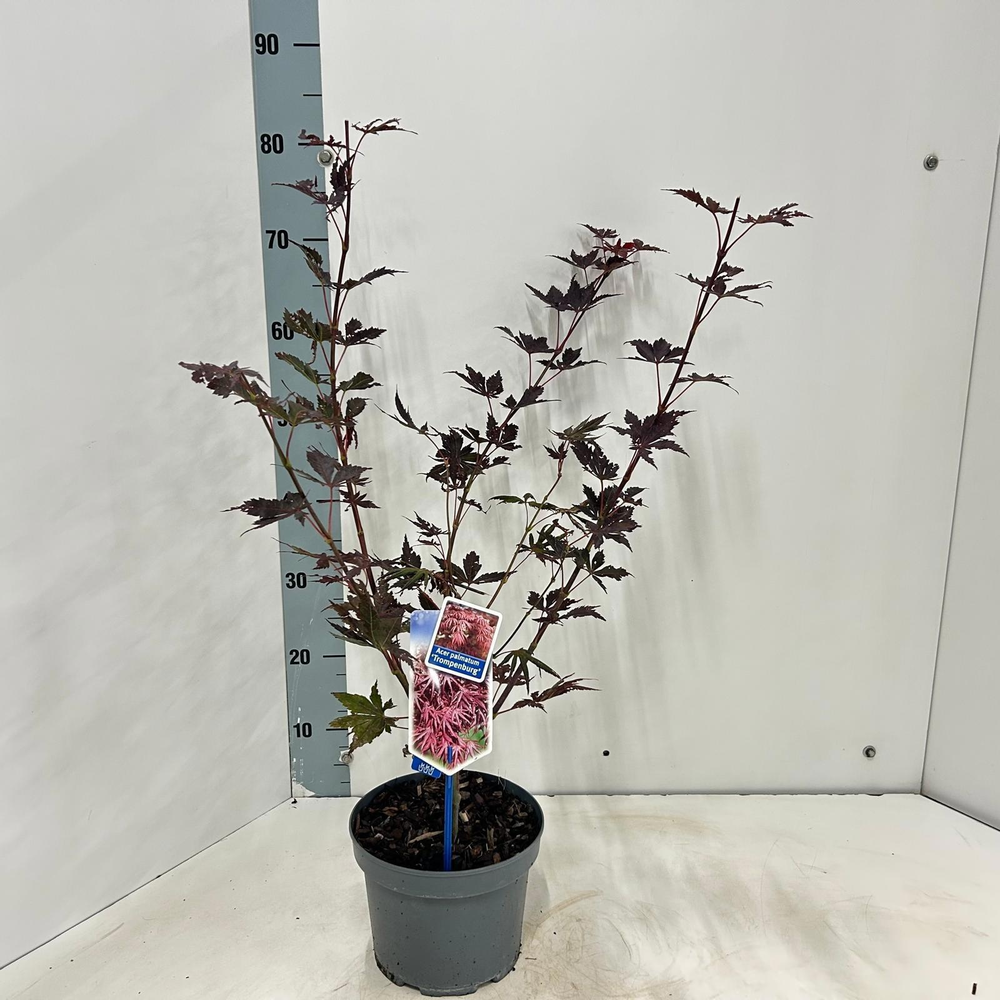 Acer pal. 'Trompenburg'.