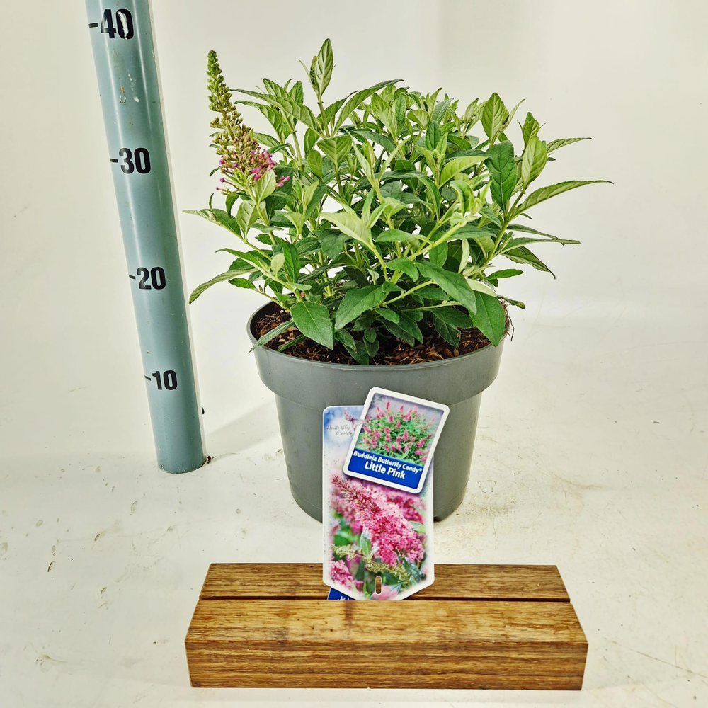 Buddleja d. Butt. Candy® Little Pink ('BotEx 005'P.