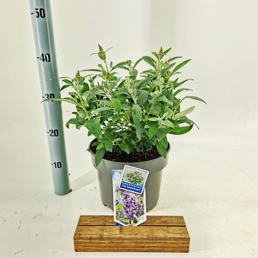 Buddleja d. Butt. Candy® Lila Sweetheart ('BotEx 0.