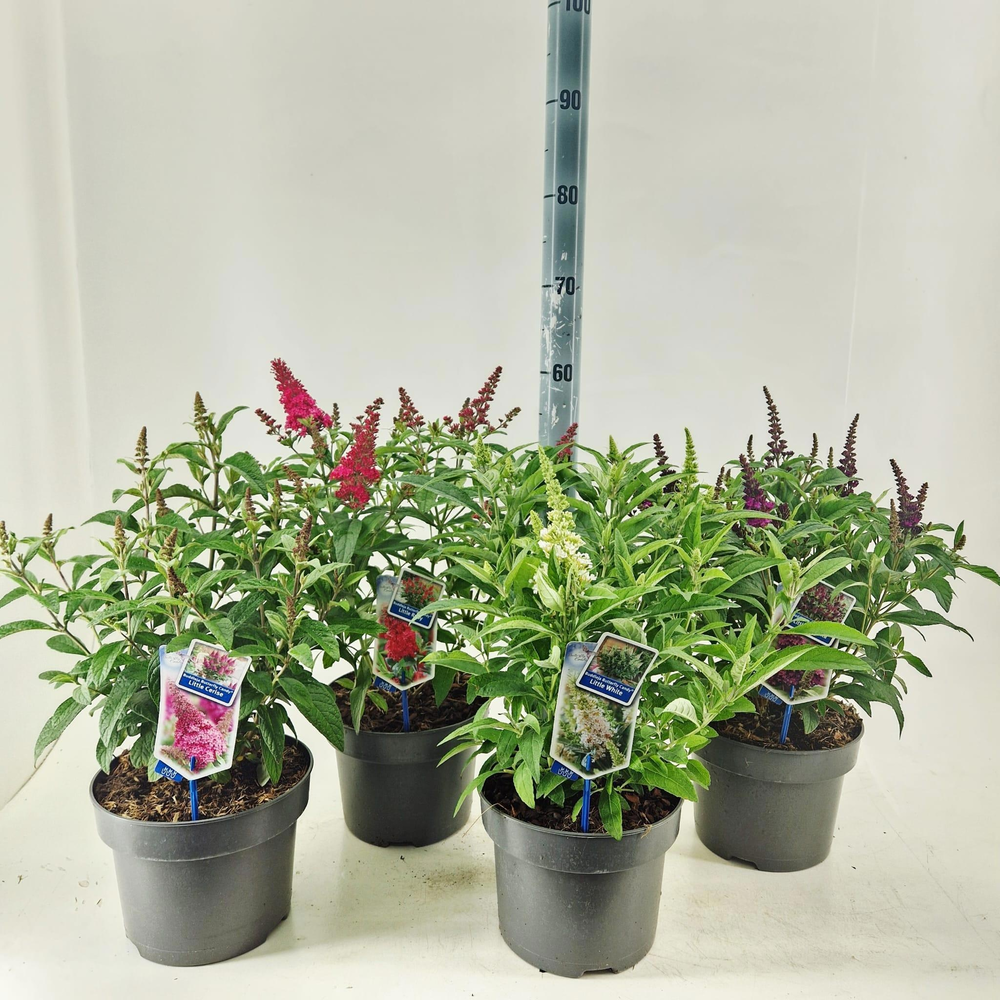 Buddleja d. Butt. Candy® mix P23 (minimum order on.