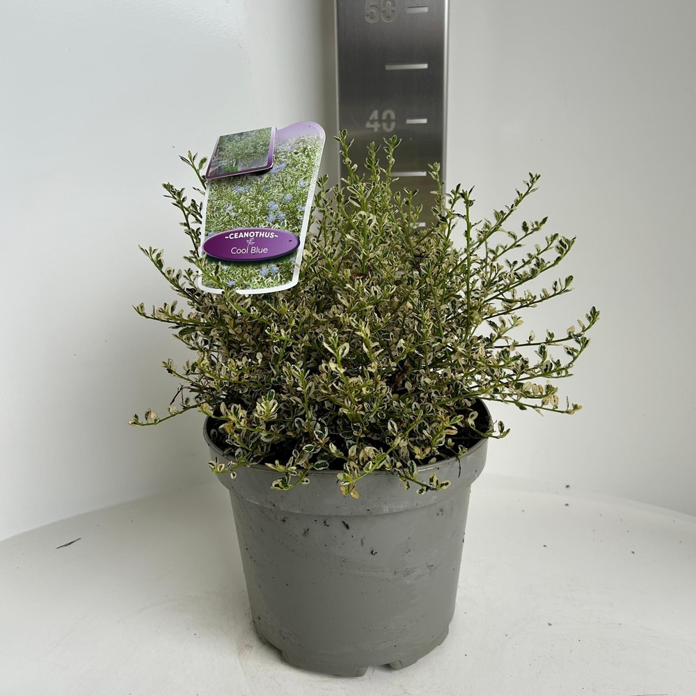 Ceanothus impressus Cool Blue ('Huico02'PBR).