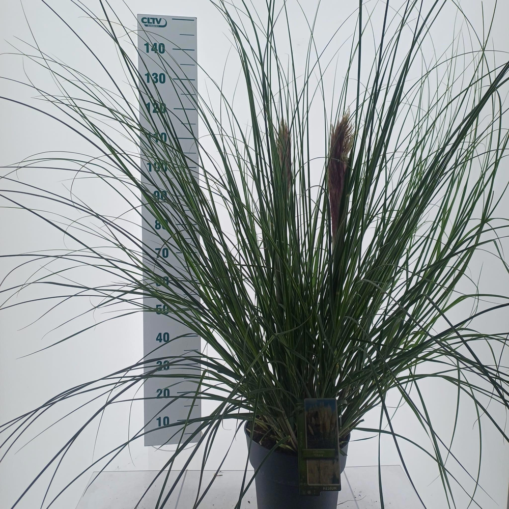 Cortaderia selloana 'Citaro'.