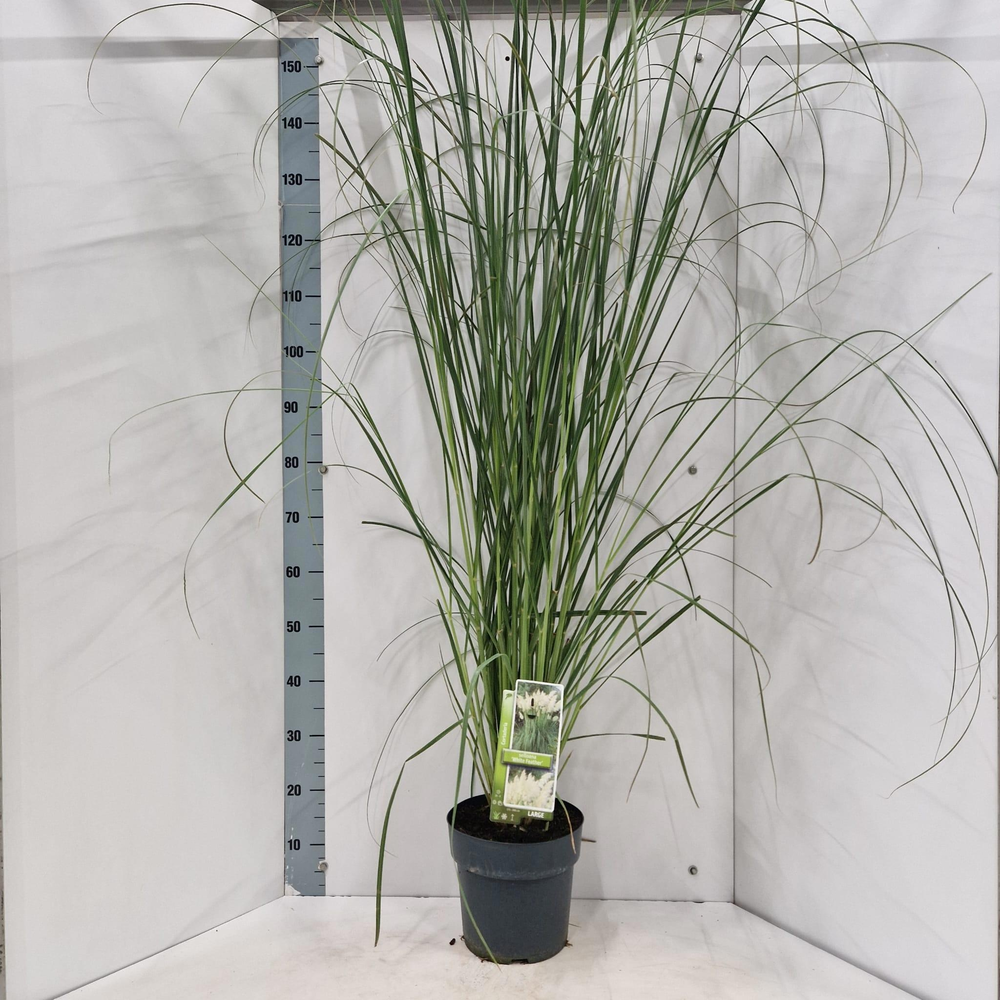 Cortaderia selloana 'White Feather'.