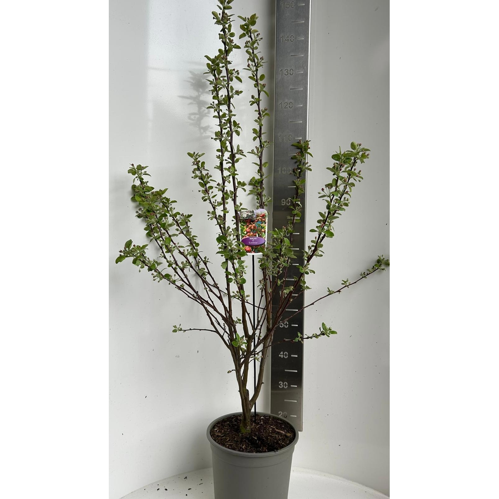 Malus 'Evereste'.