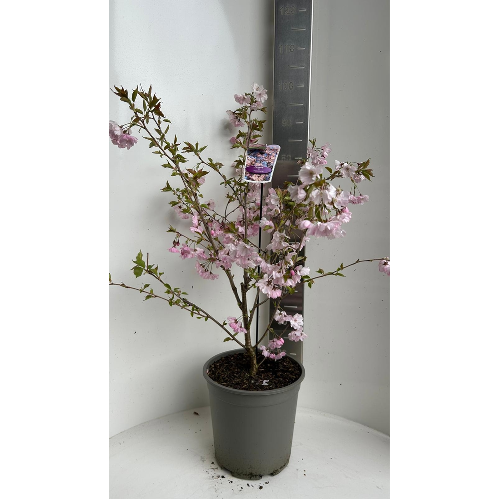 Prunus 'Accolade'.