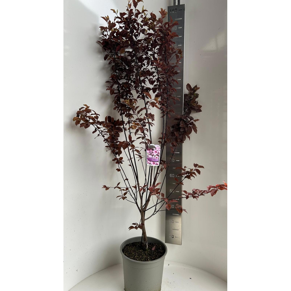 Prunus cerasifera 'Nigra'.