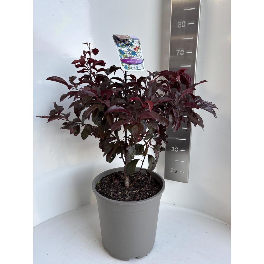Prunus cerasifera 'Hollywood'.