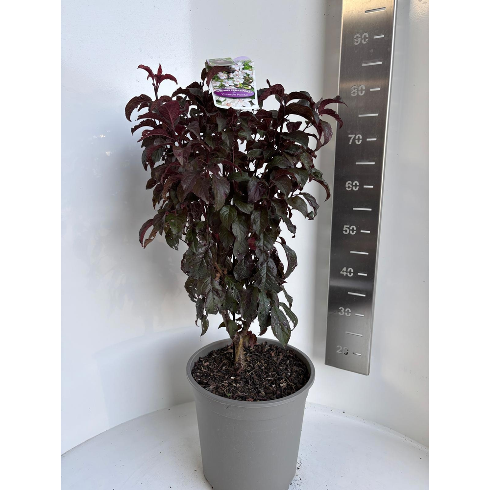 Prunus cerasifera 'Crimson Pointe'.