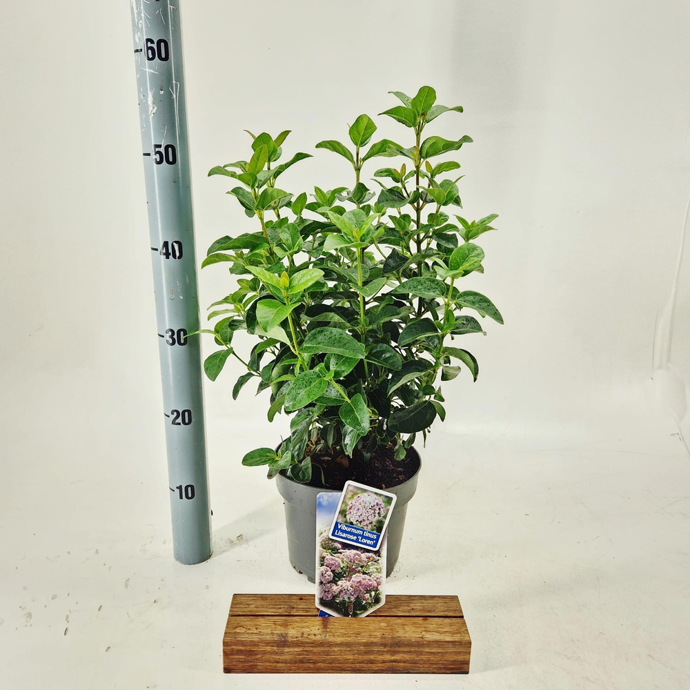 Viburnum tinus Lisarose ('Loren'PBR).