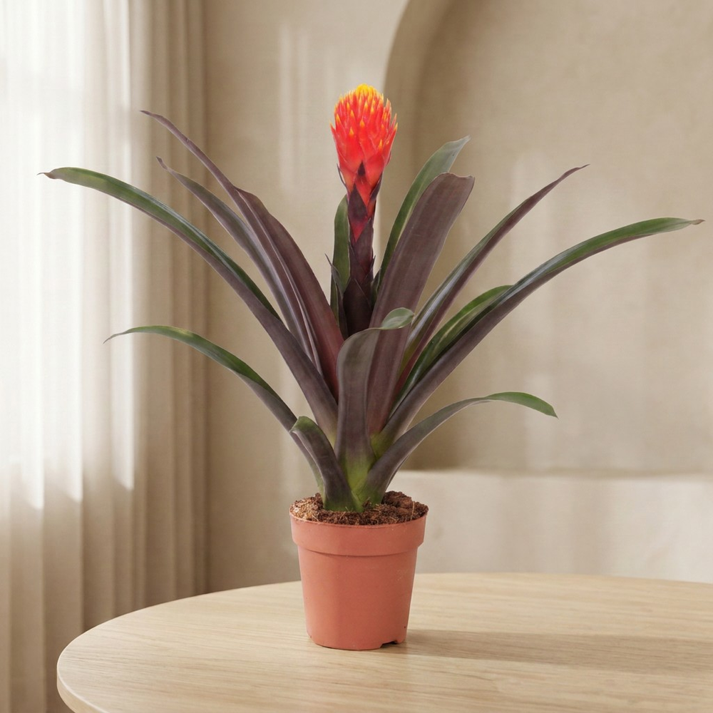 Mimesis Guzmania Rockyflower Tala - 12 cm.