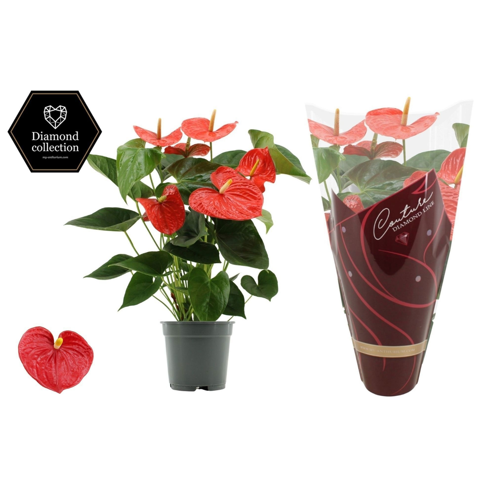Anthurium Delicia in Couture Diamond sleeve.