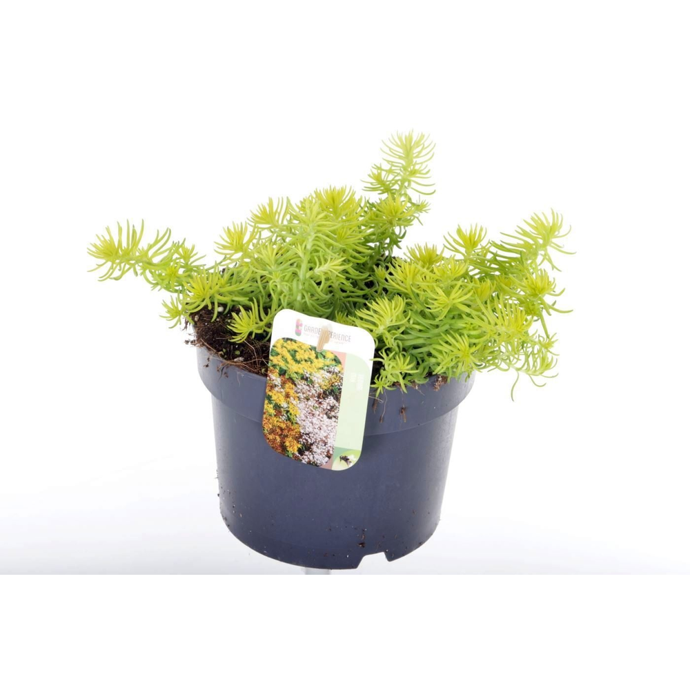 Sedum reflexum Angelina.