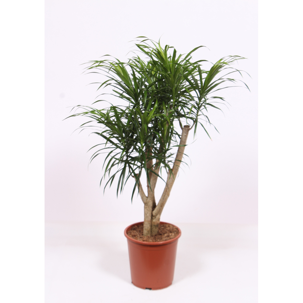 Dracaena Anita.