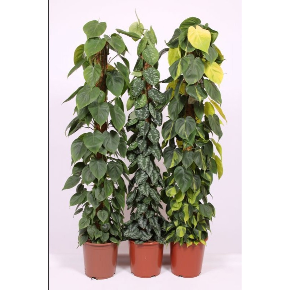 Mixkar Scindapsus en Philodendron mosstok.