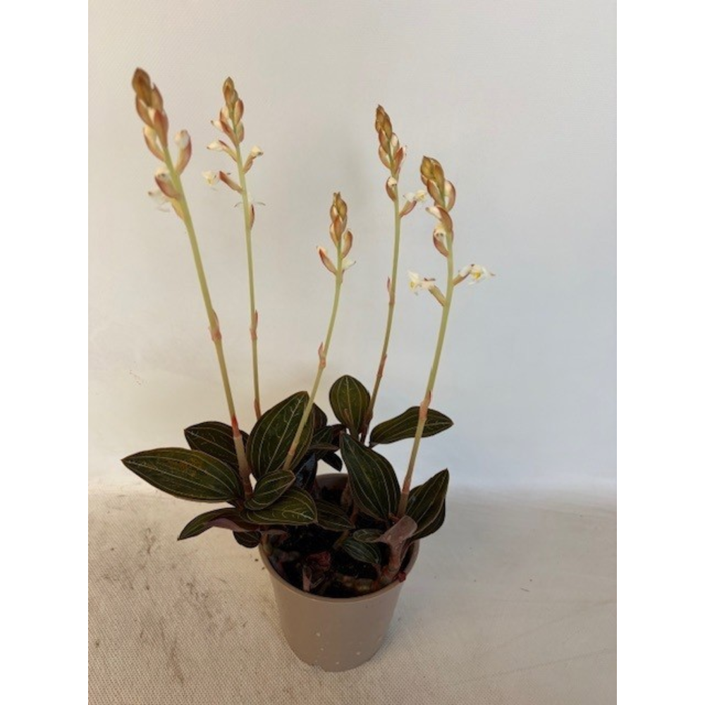 Ludisia Discolor 12 cm L.