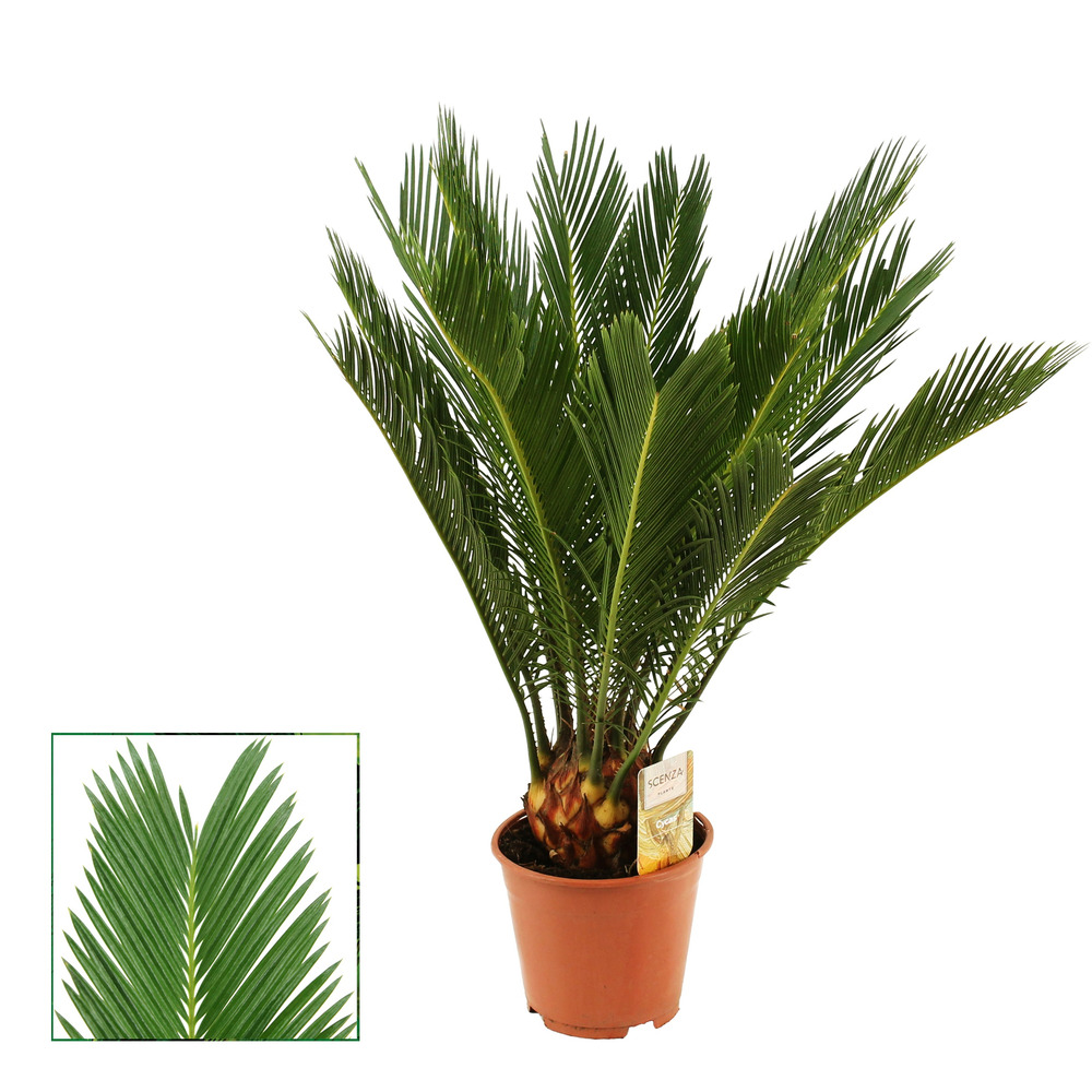 Cycas revoluta 14 cm, 8+ veren.