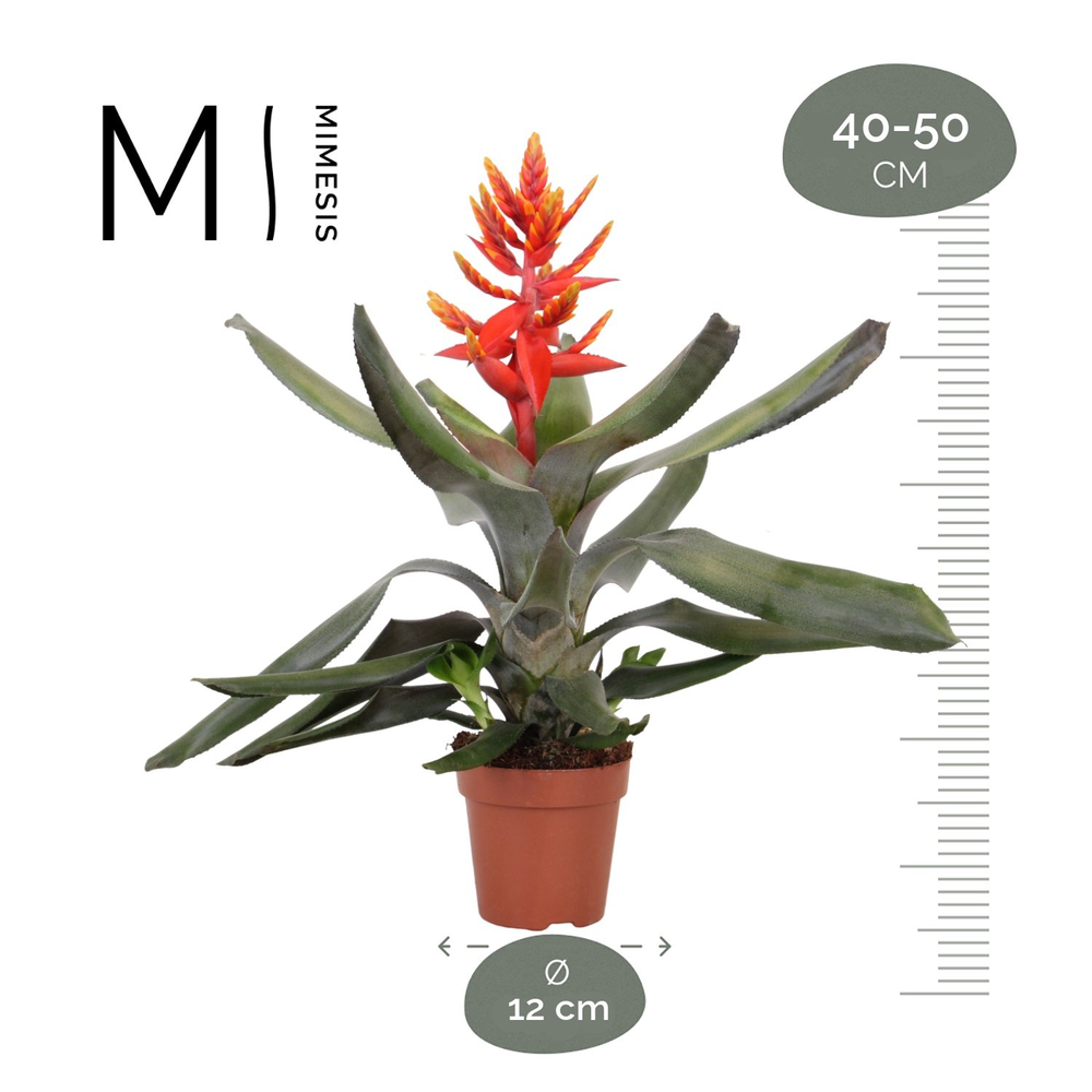 Mimesis Aechmea Pepita Elegant Flames.