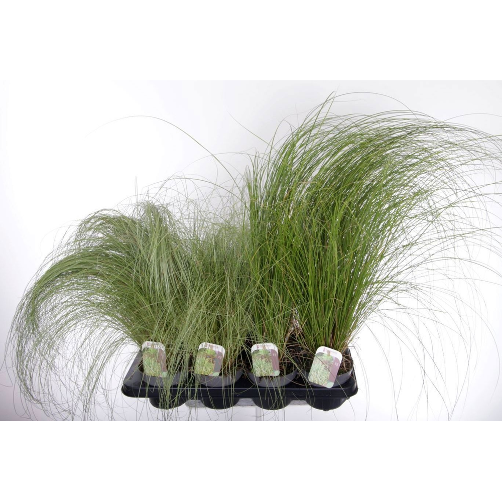 Gras mix.