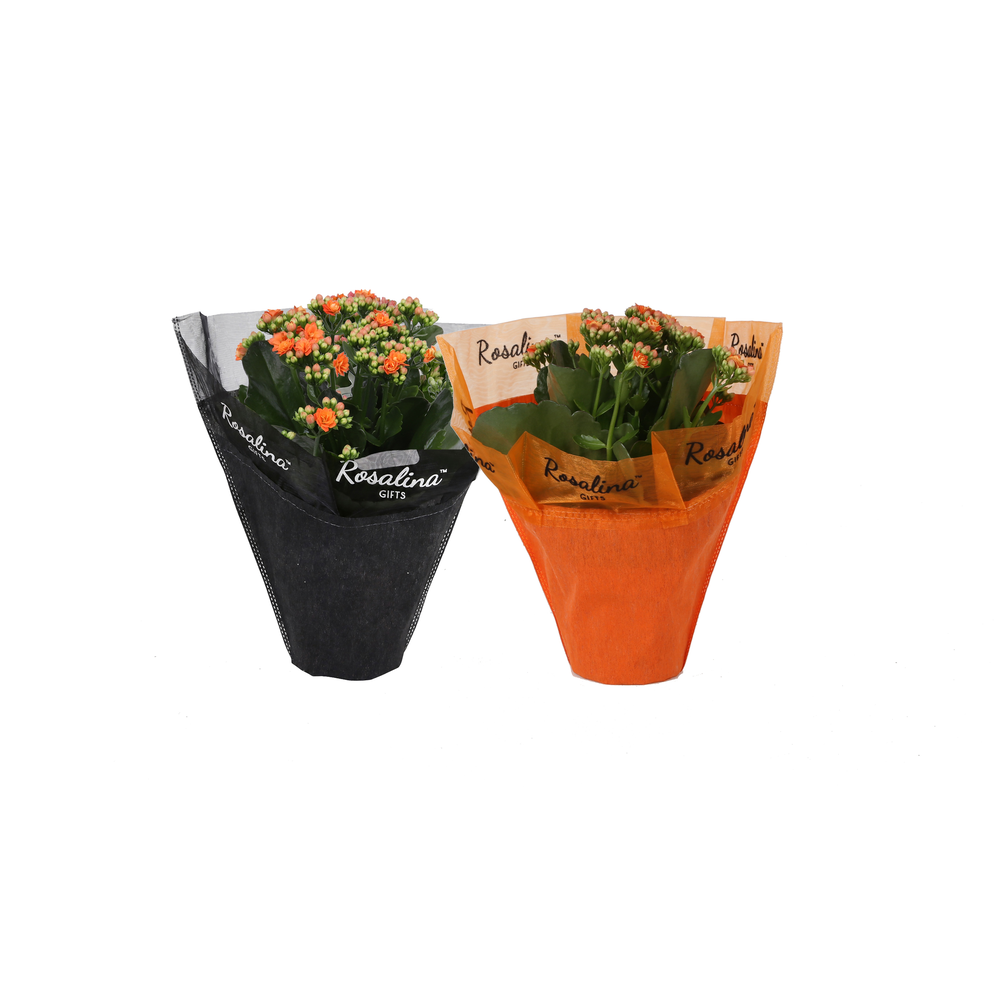 KP-608.10 - Kalanchoe Oranje in zwarte Gift hs + h.