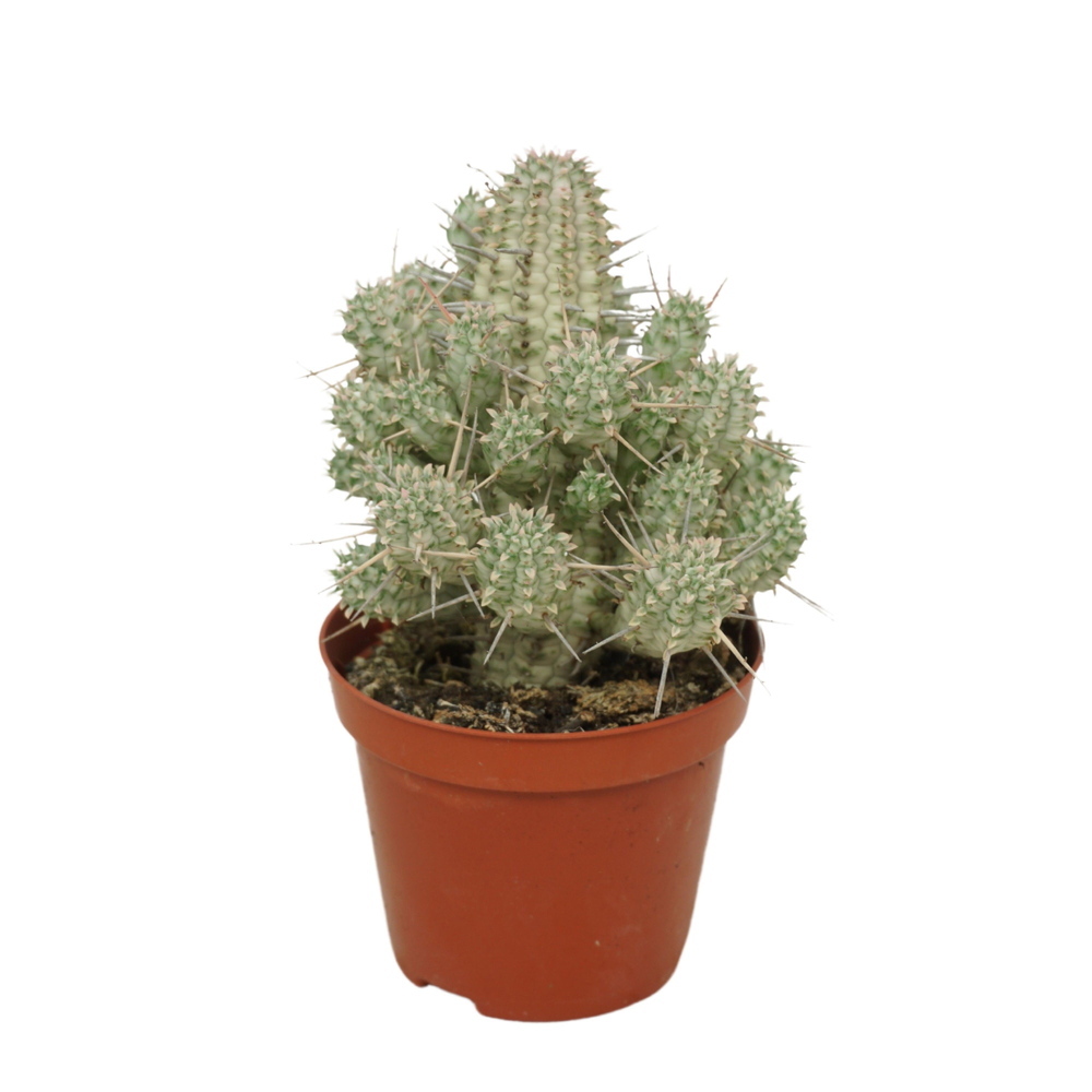 Euphorbia mammillaris 'Variegata' 8,5 cm.