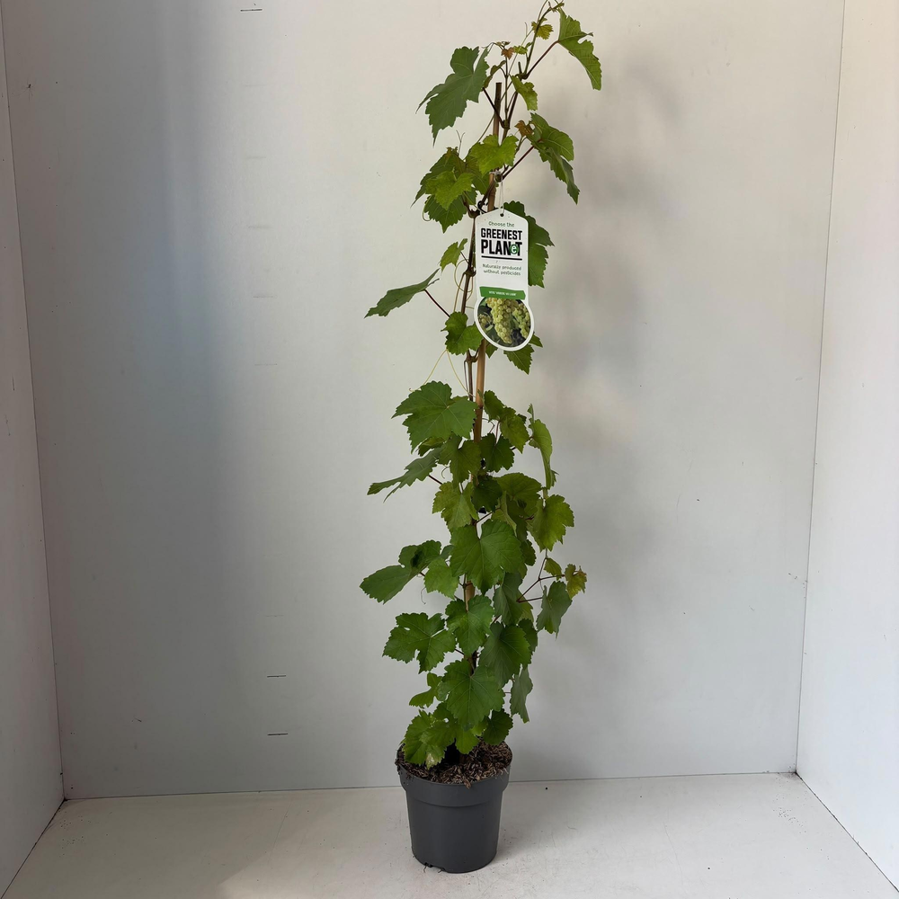Vitis vin. 'Vroege van der Laan' - gestokt.