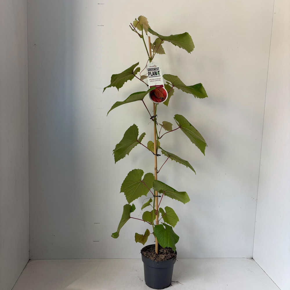 Vitis coignetiae - gestokt.