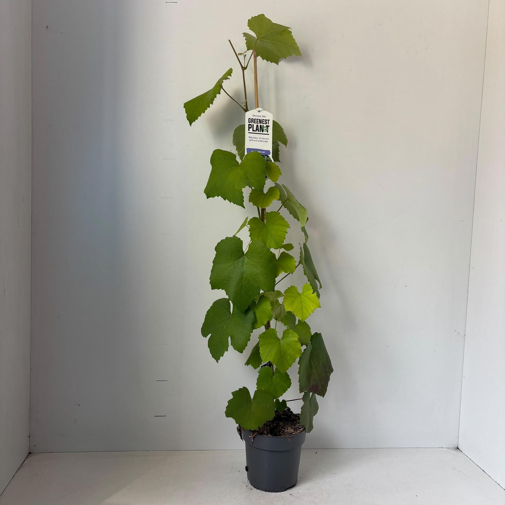 Vitis vin. 'Boskoop Glory' - gestokt.