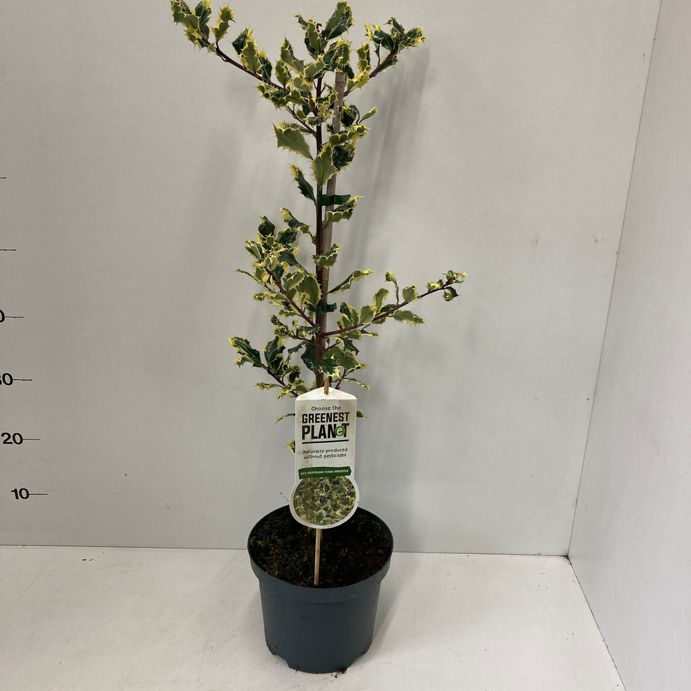 Ilex aqui. ‘Ferox Argentea’ -gestokt 60 cm.