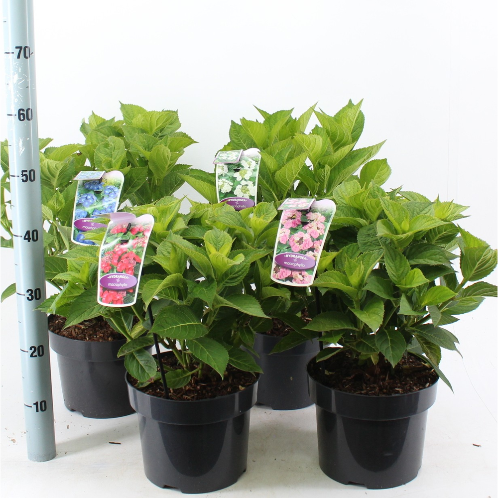 Hydrangea macr. mix (minimum order one layer).