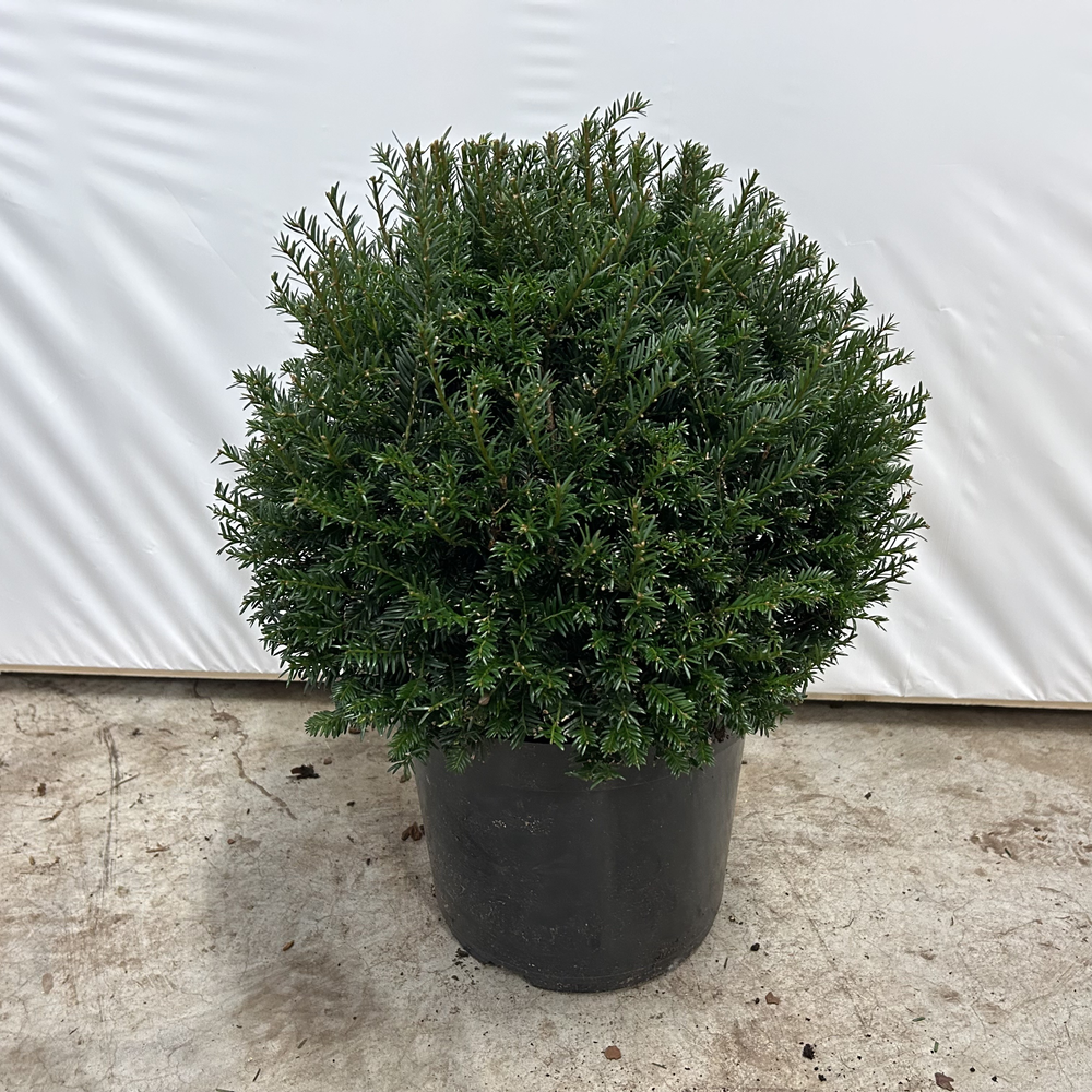 Taxus baccata --bol/kogel rond 45 cm.