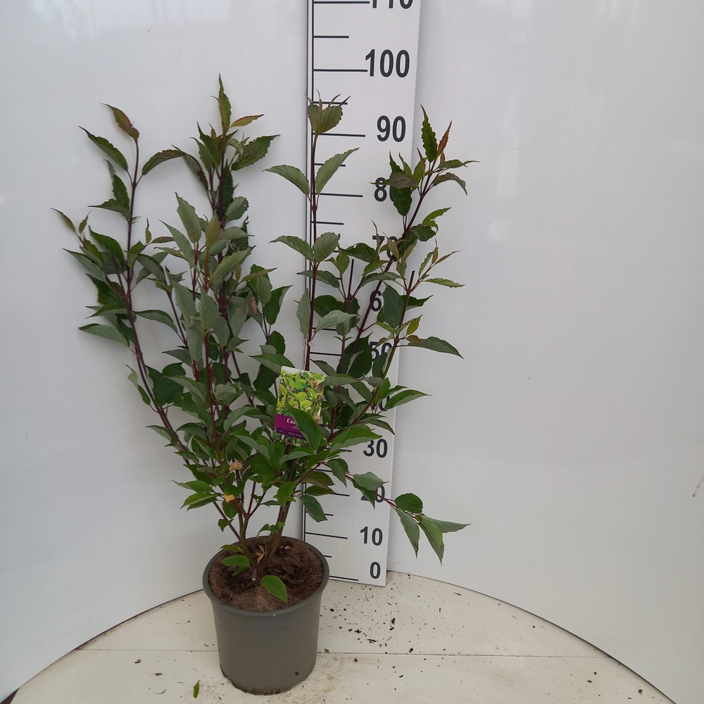 Cornus alba 'Kesselringii'.