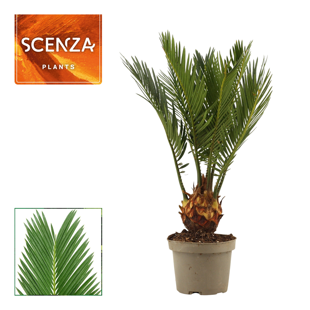 Cycas revoluta 9 cm, 3+ veren.