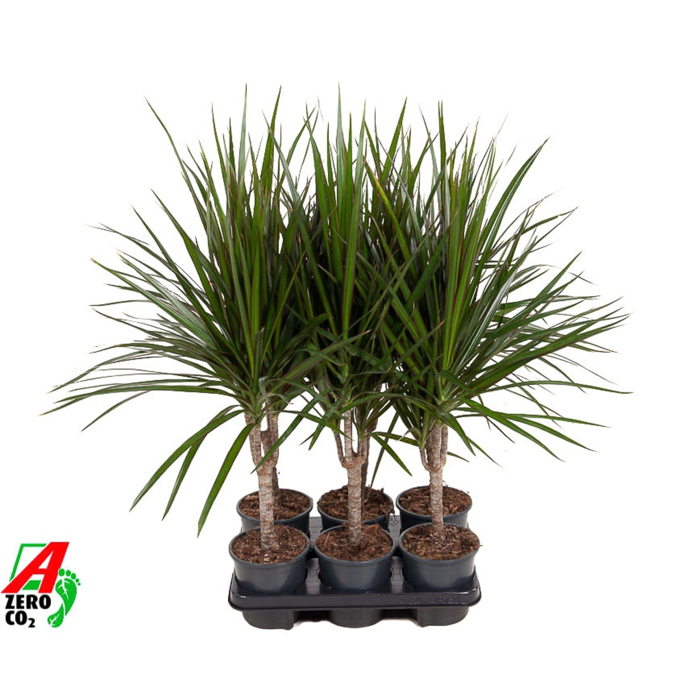Dracaena Marginata 15cm stam P13.