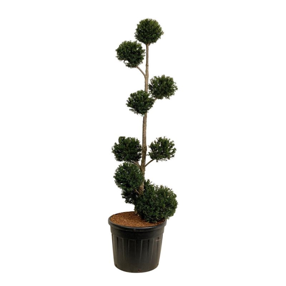 Taxus baccata.