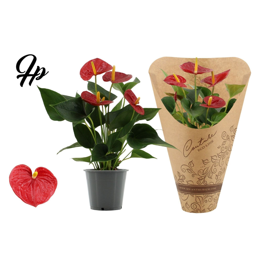 Anthurium Success Red in Couture Eco Line sleeve.