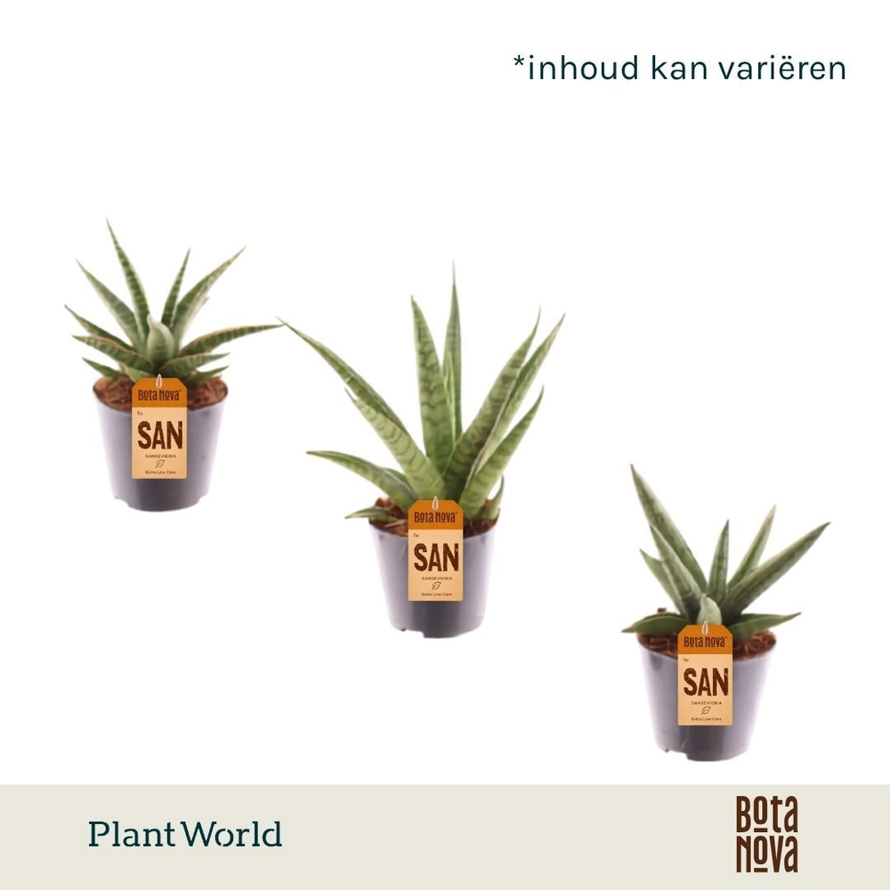 Sansevieria mix Gobi P8,5.