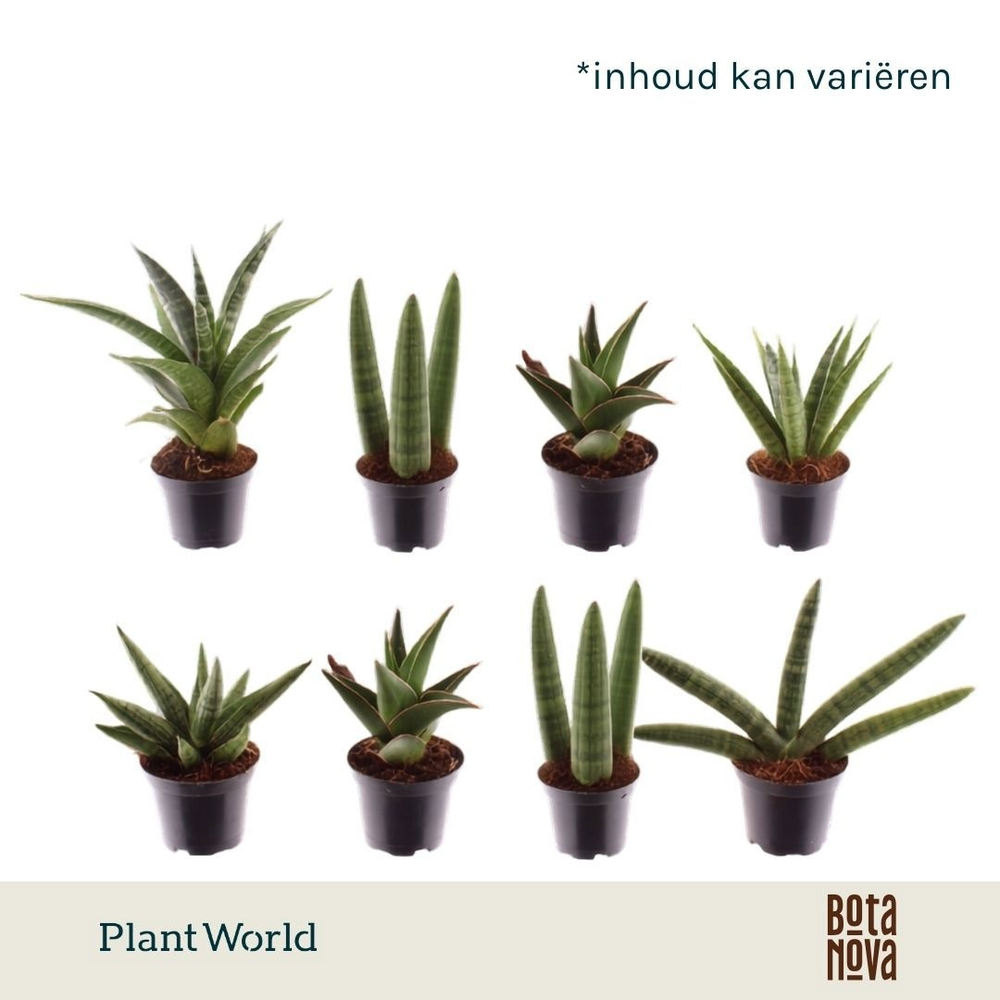 Sansevieria mix Sonora P7.