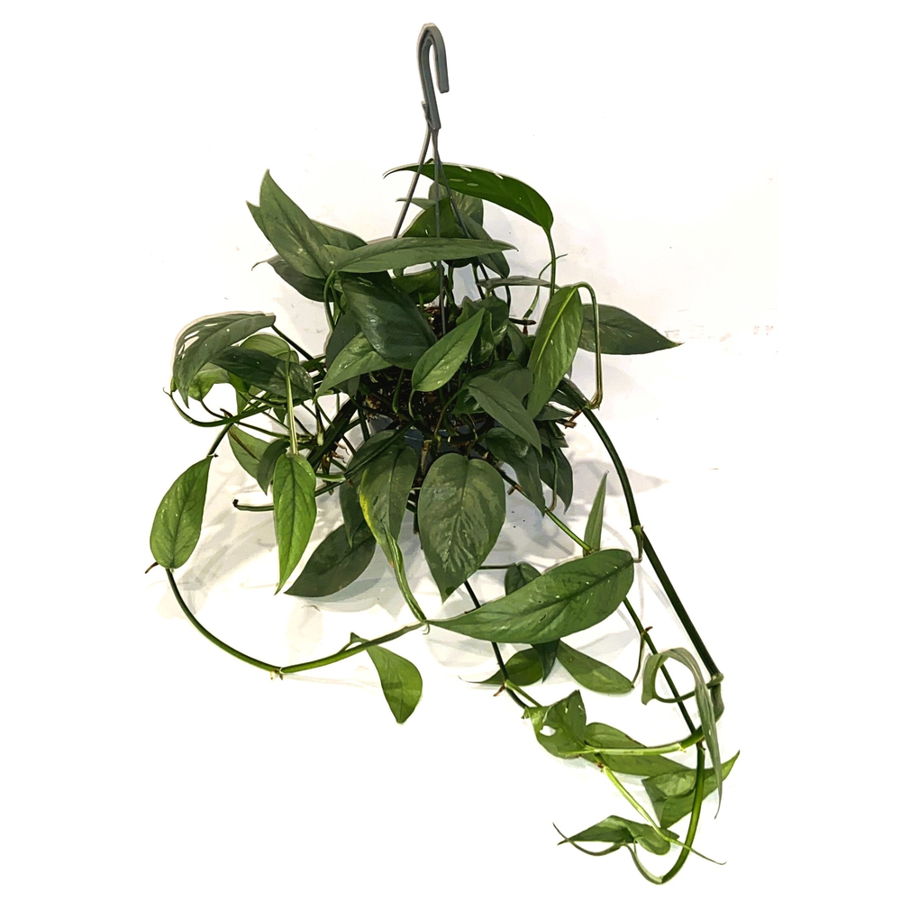 Epipremnum Cebu Blue Hang Teruggeknipt.