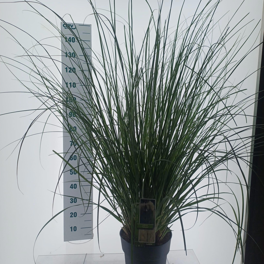 Cortaderia selloana.