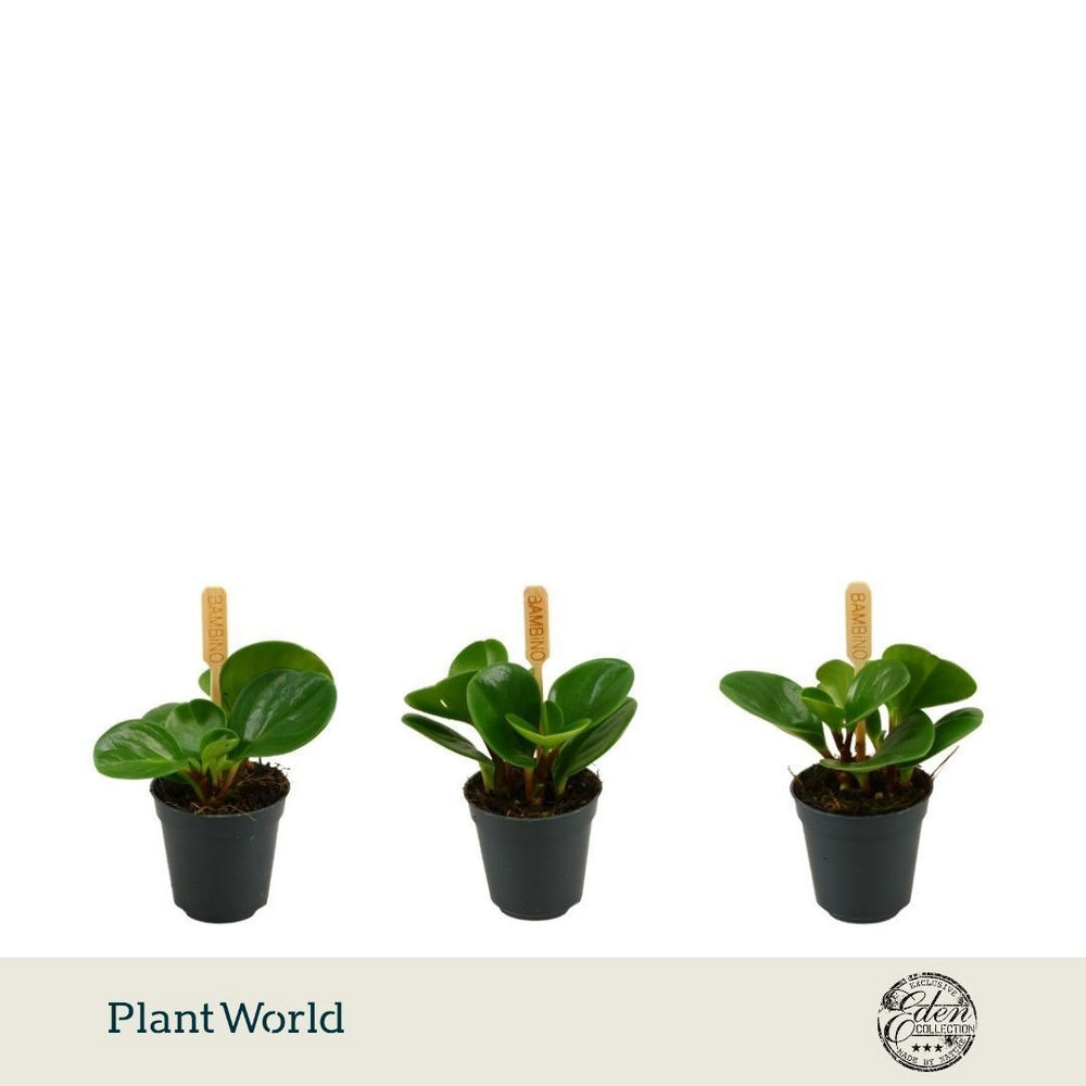 Peperomia Obtusifolia Groen 5,5cm.