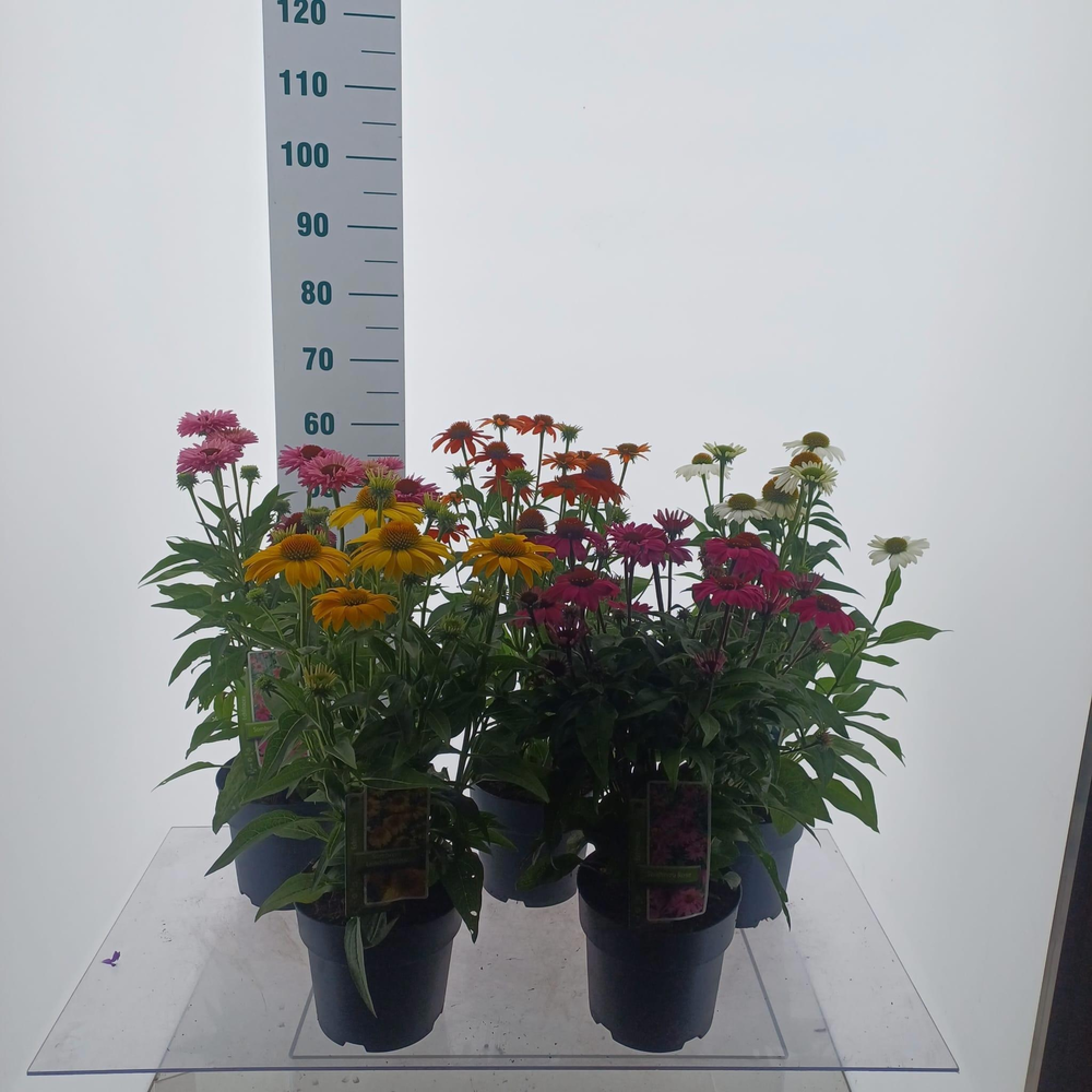 Echinacea 'Sombrero' (minimum order one layer).
