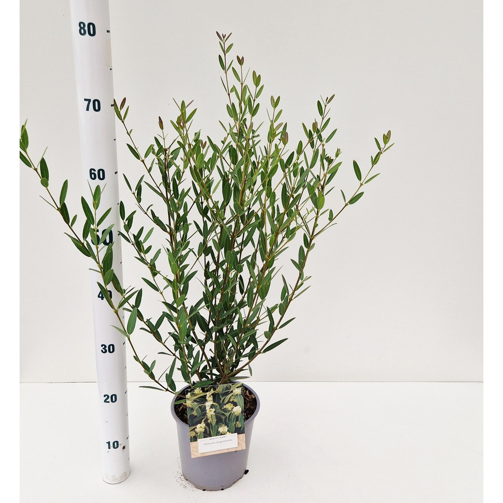 Phillyrea angustifolia.
