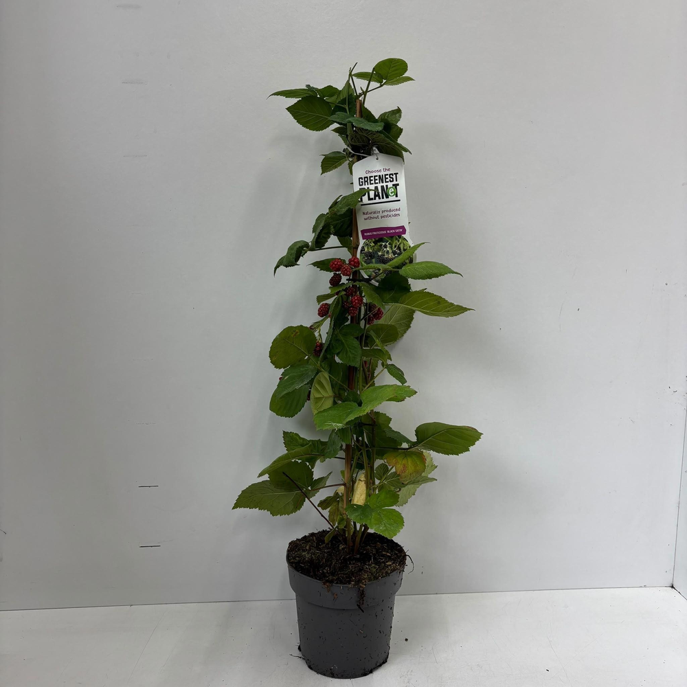 Rubus fruticosus 'Black Satin' - gestokt.